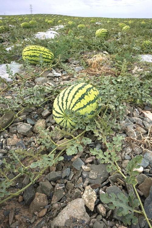 新疆野瓜怎么吃,解锁美味新体验